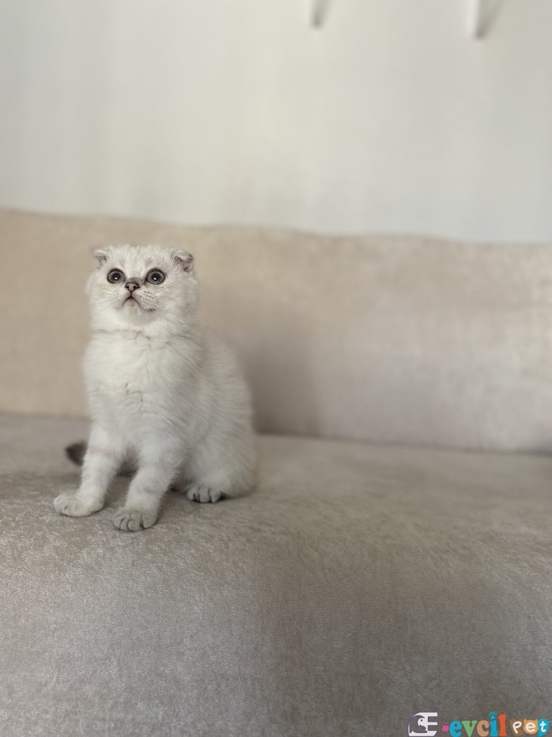 Yavru kedi dişi