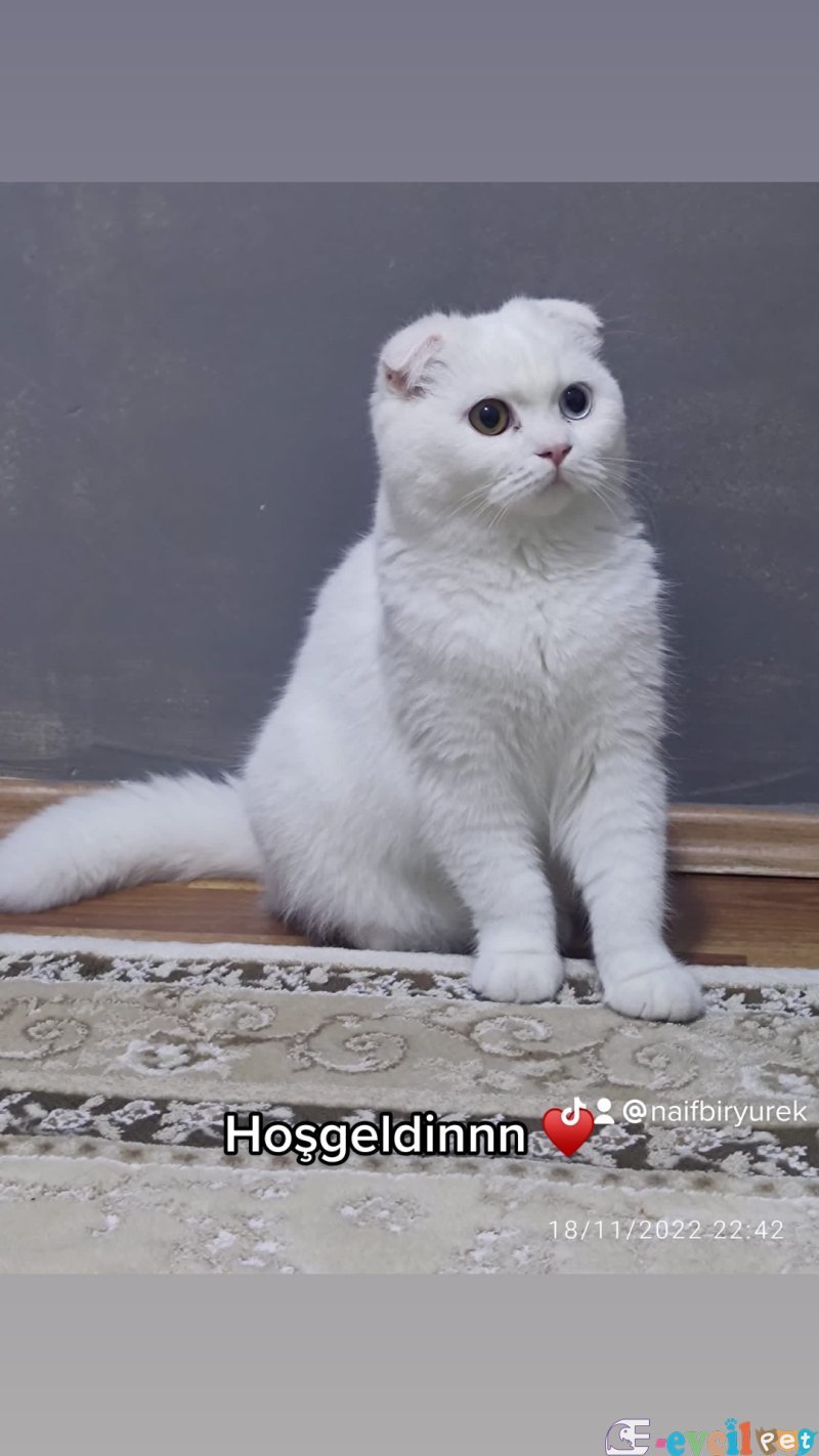Scotish kırık kulak Beyaz Kedim