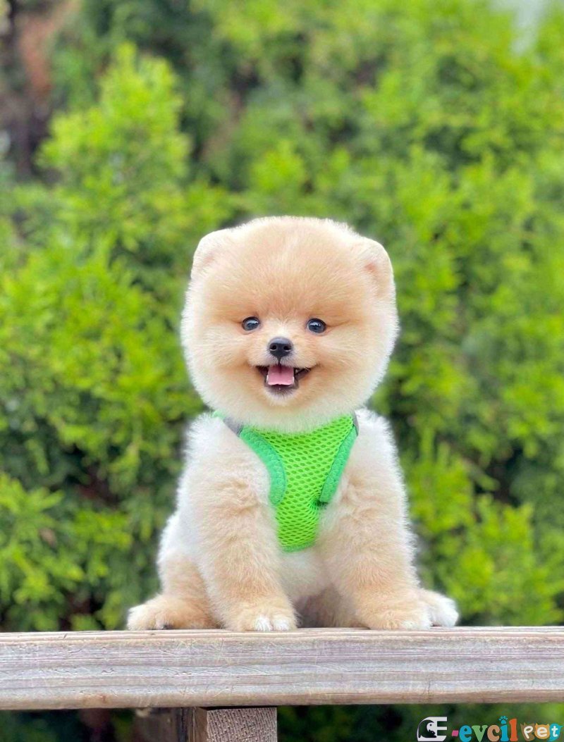 Safkan Pomeranian Boo Yavrularımız
