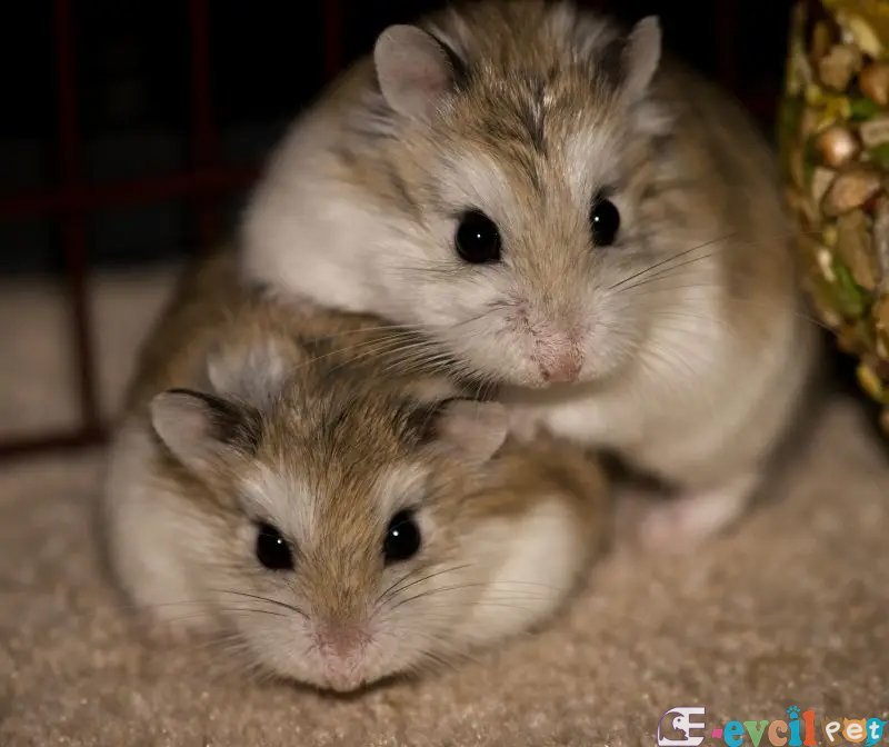Roborovski hamster
