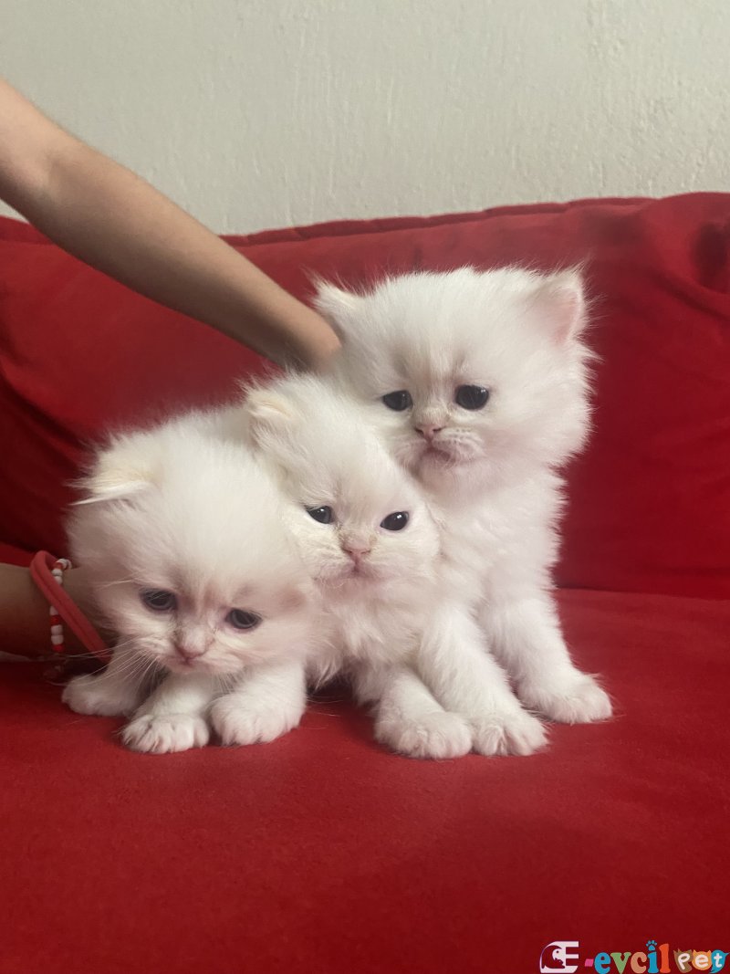 Secereli babadan scottish fold red point
