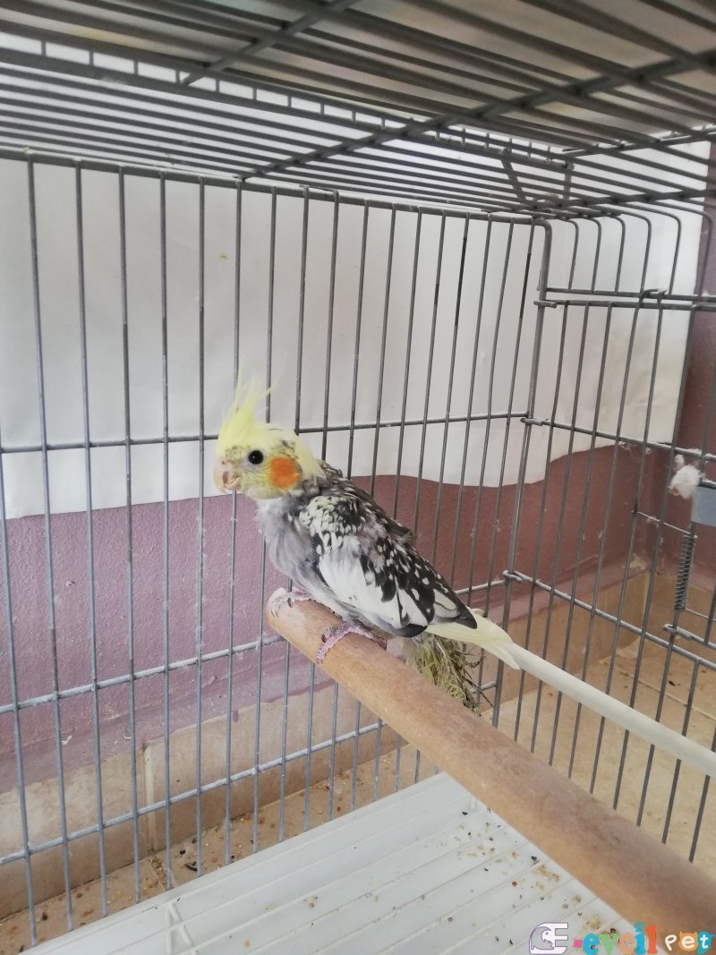 Yeni yeme düşmüş sultan yavrusu