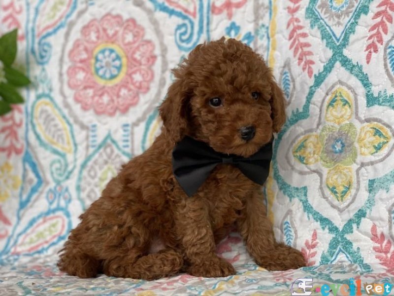 TOOY POODLE YAVRUMUZ 0 TEACUP