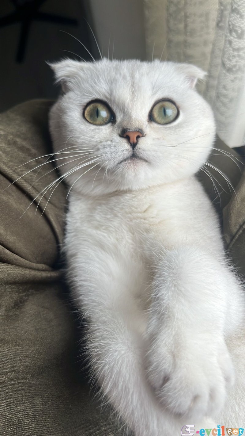 6 aylık Scottish fold