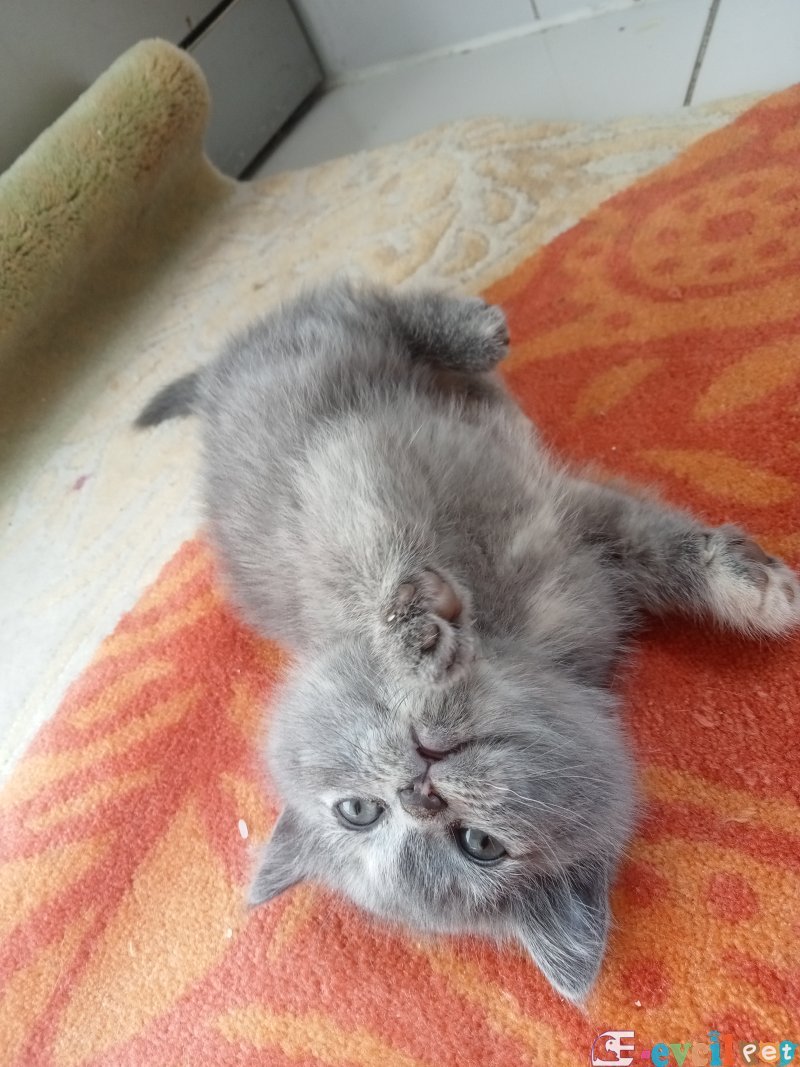 Bayram şekeri