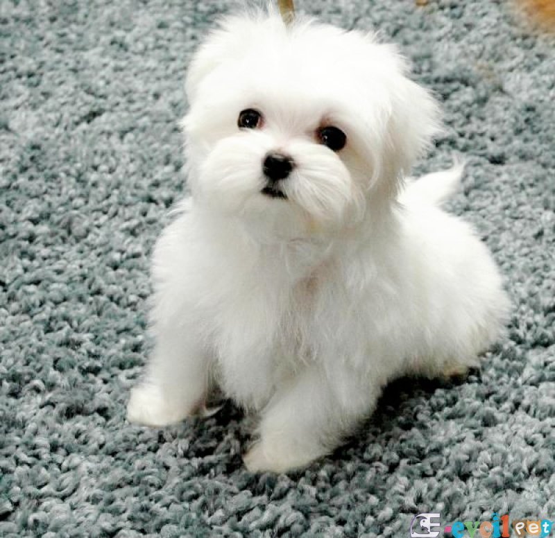 Maltesse Terrier Cinsi Güzel Yavrular