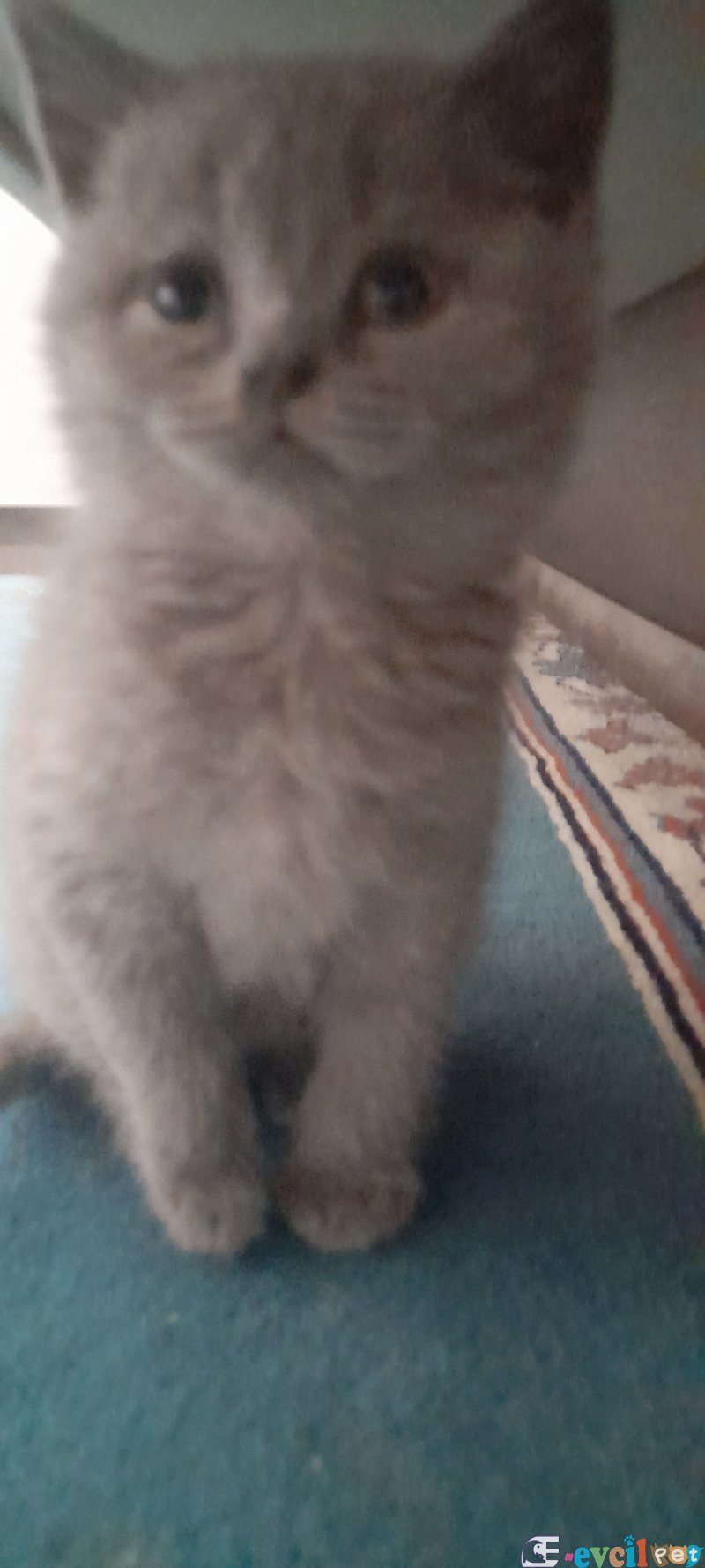 Sütten kesilmiş safkan British Shorthair