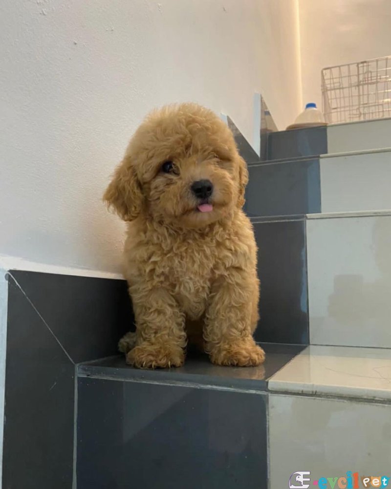 MALTİPOO YAVRULARI