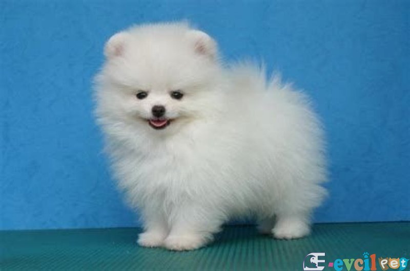 POMERRİAN BOO AYI SURATLI