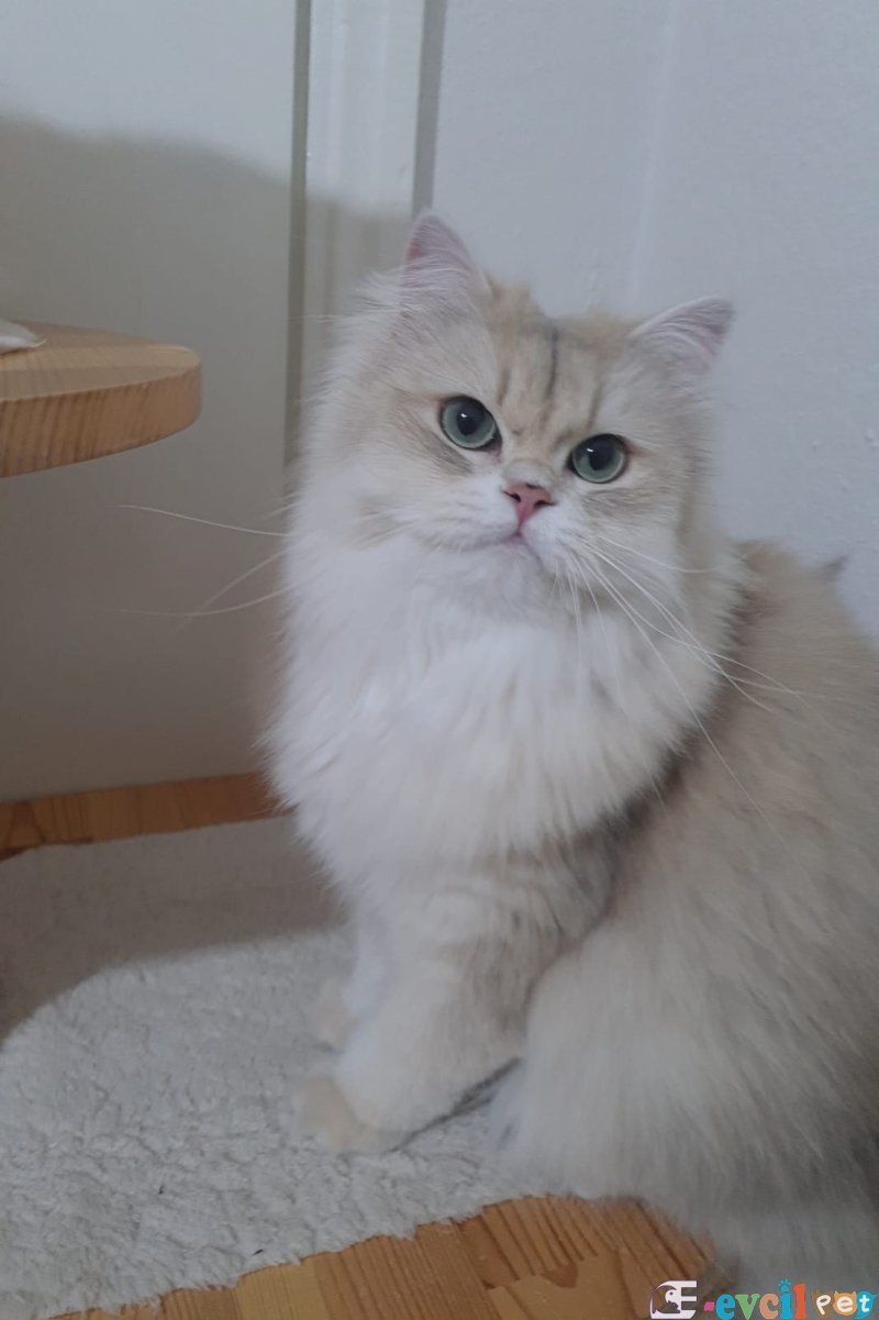 Ücretsiz British Longhair Kısır 2 Yaşında Dişi