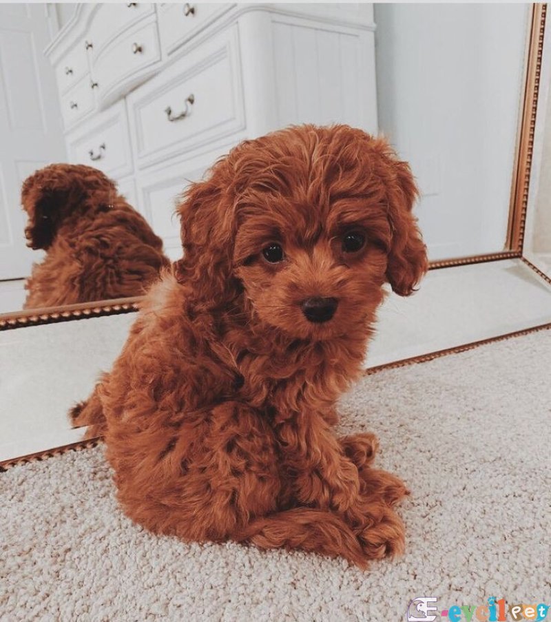 TOOY POODLE YAVRUMUZ 0 TEACUP