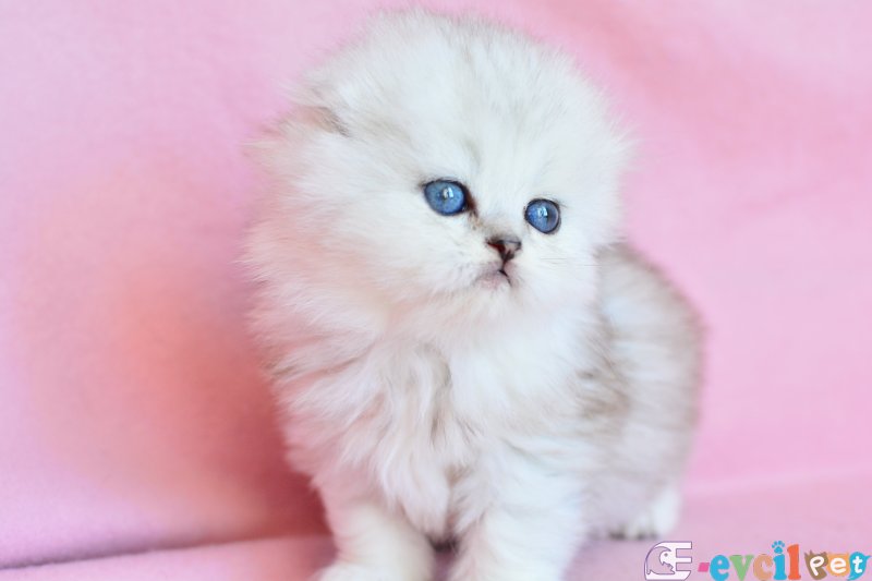 Biblo gibi silver scottish fold longhair