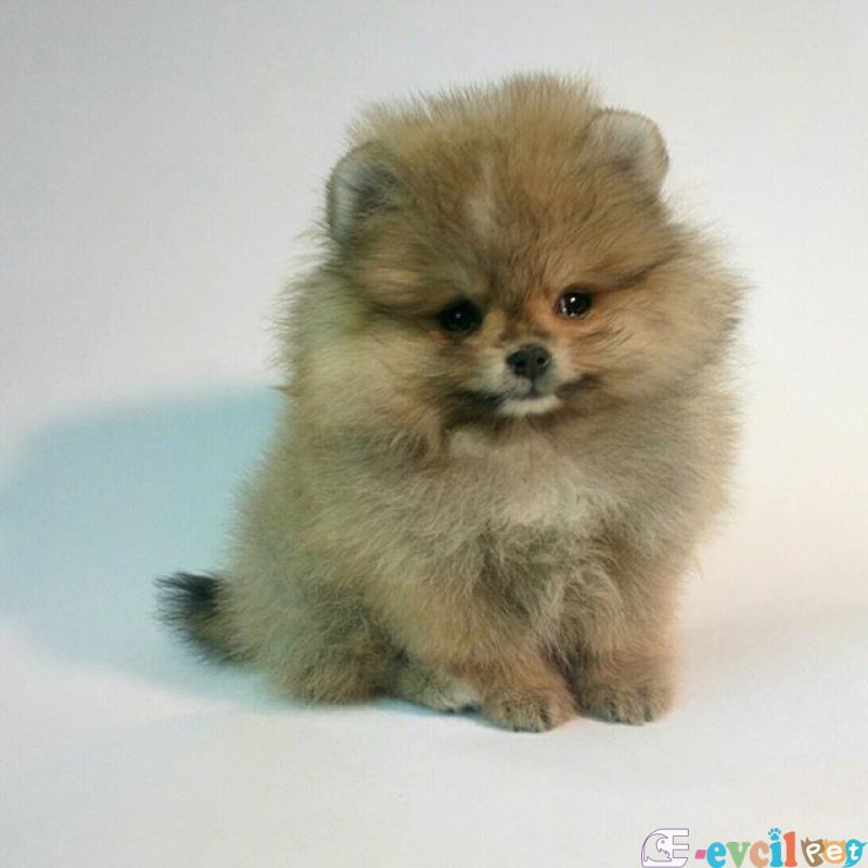 POMERRİAN BOO AYI SURATLI