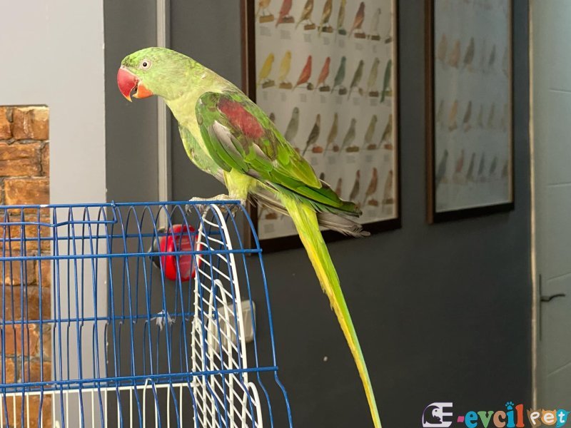 YAVRU EVCİL ALEXANDER PAPAĞANI