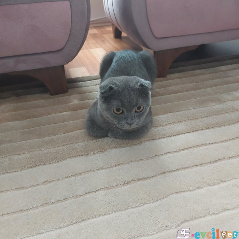 Sevimli Kedi