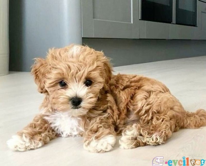 MALTİPO CİNSİ