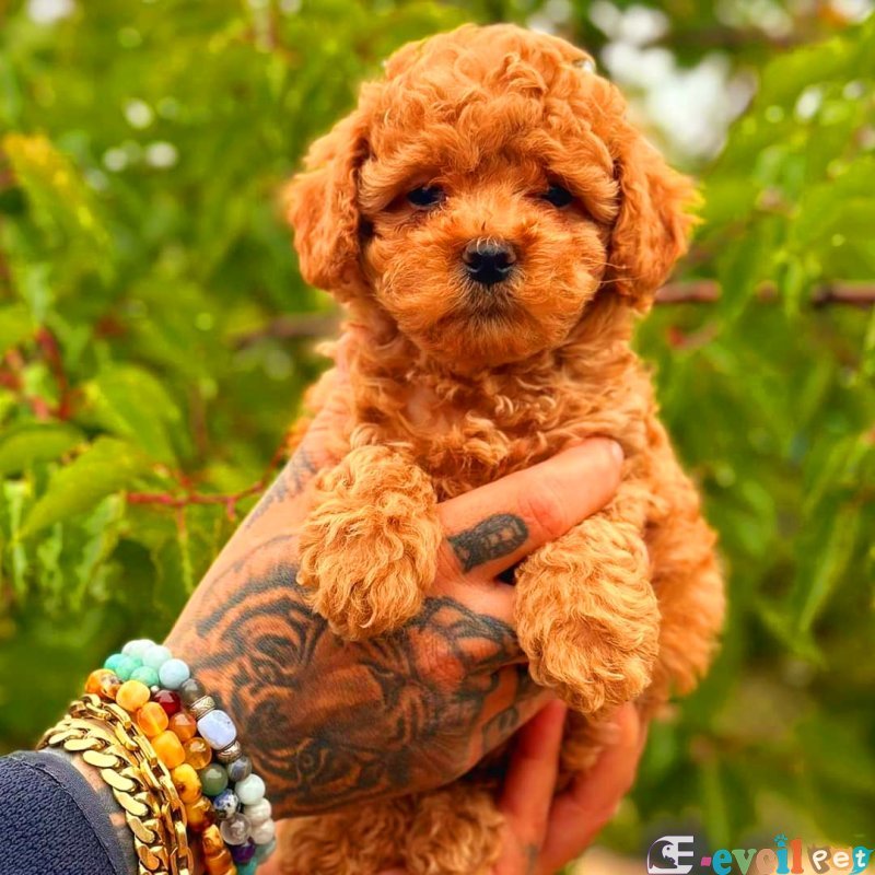 TOOY POODLE YAVRUMUZ 0 TEACUP