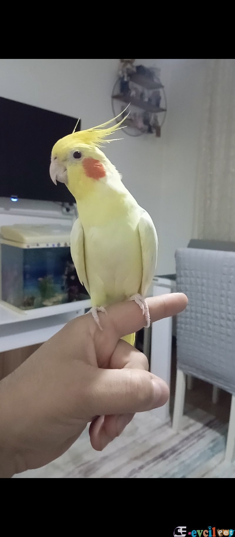 Yetişkin erkek ele alışık melodik ıslık çalar