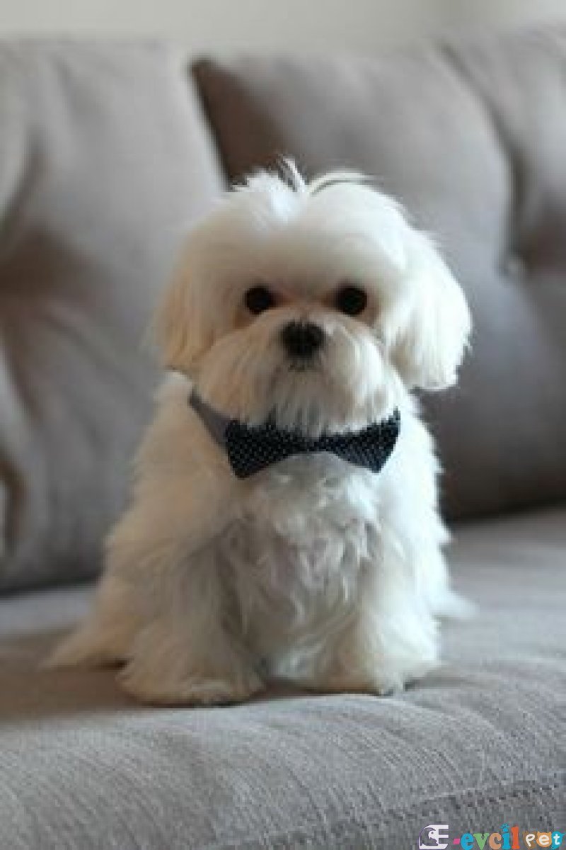 Maltesse terrier mini puppy boy yavrular