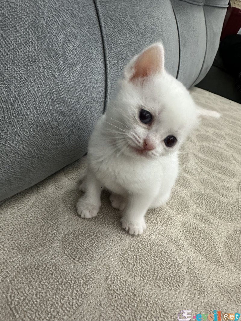 Yavrularımız yeni evlerine kavuşmayı bekliyor