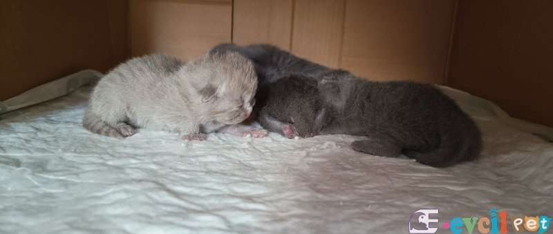 British yavrularımız yeni yuvasını arıyor!