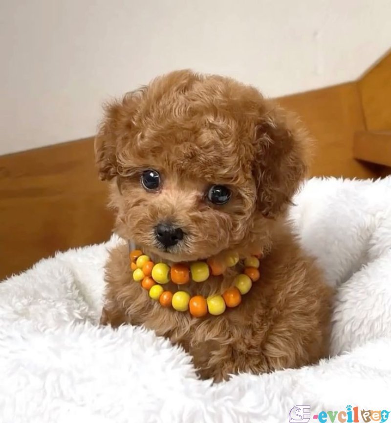 Mini boy puppy kıpkırmızı ev üretimi  TOOY POODLE