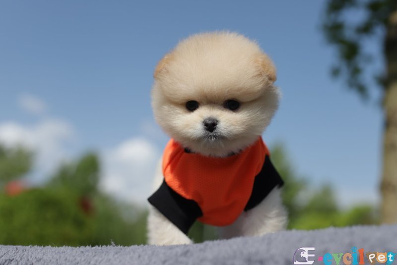 POMERRİAN BOO AYI SURATLI