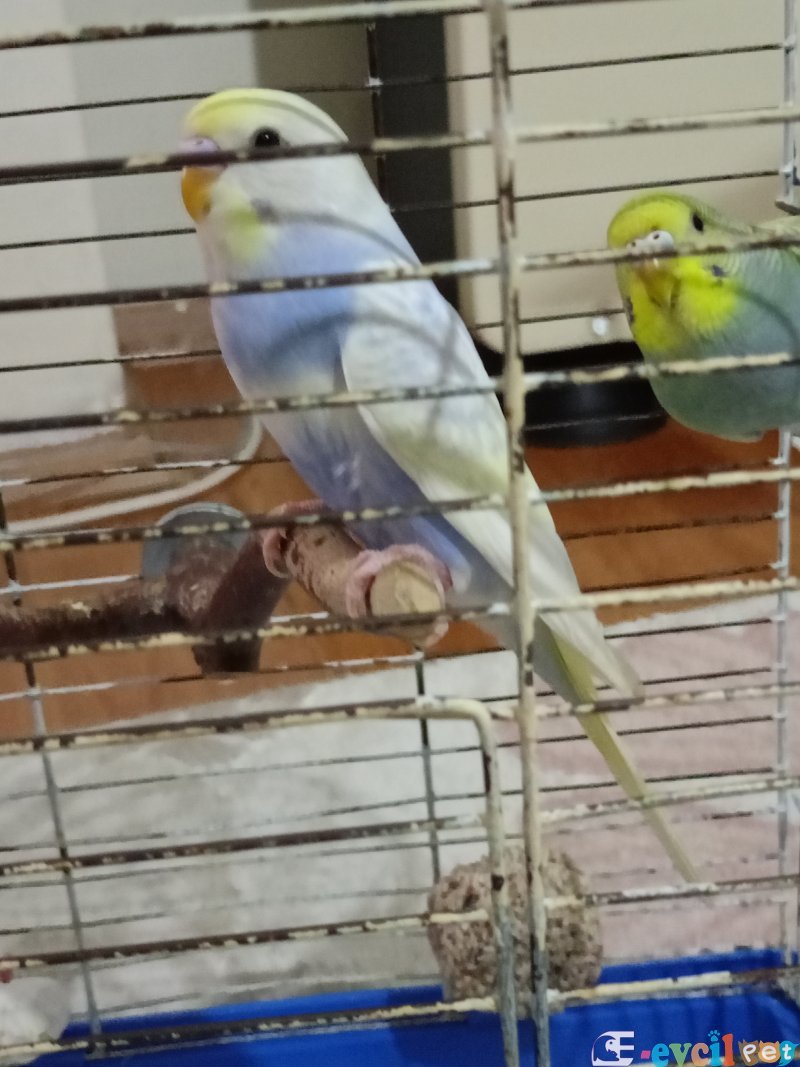 Rainbow muhabbet kuşu