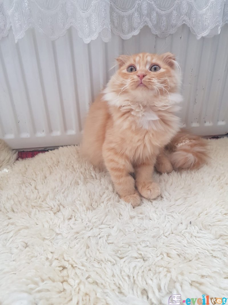 ÜCRETSIZ SAHIPLENDIRME tatlı ve sevecen bir yavru