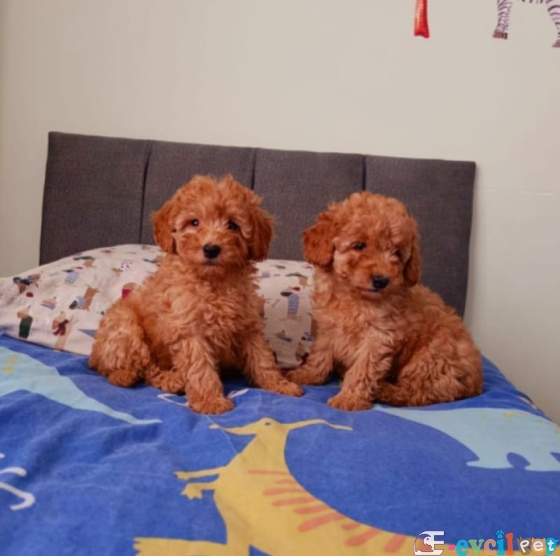 Tooy poodle cinsi yavrular DİŞİ erkek mevcuttur