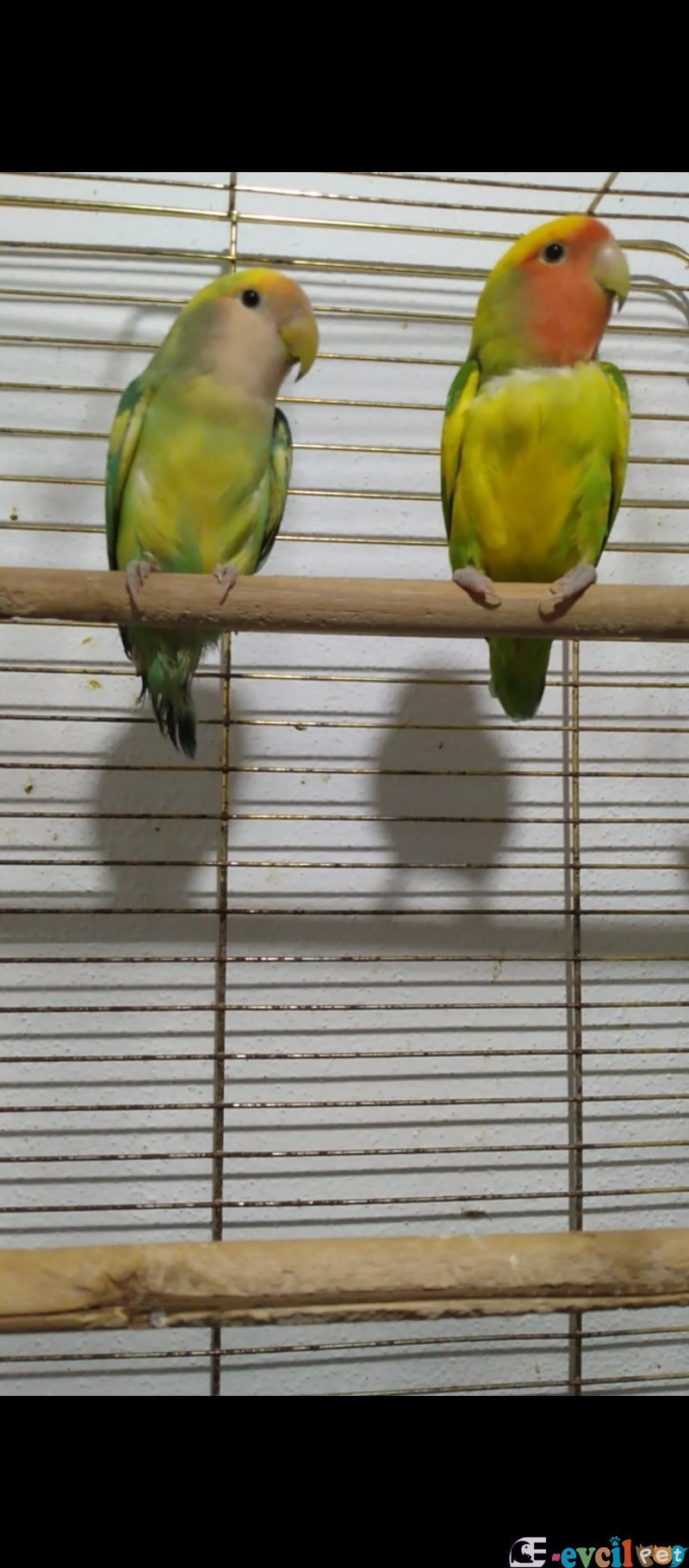 Sultan papağanı ve Sevda papağanı