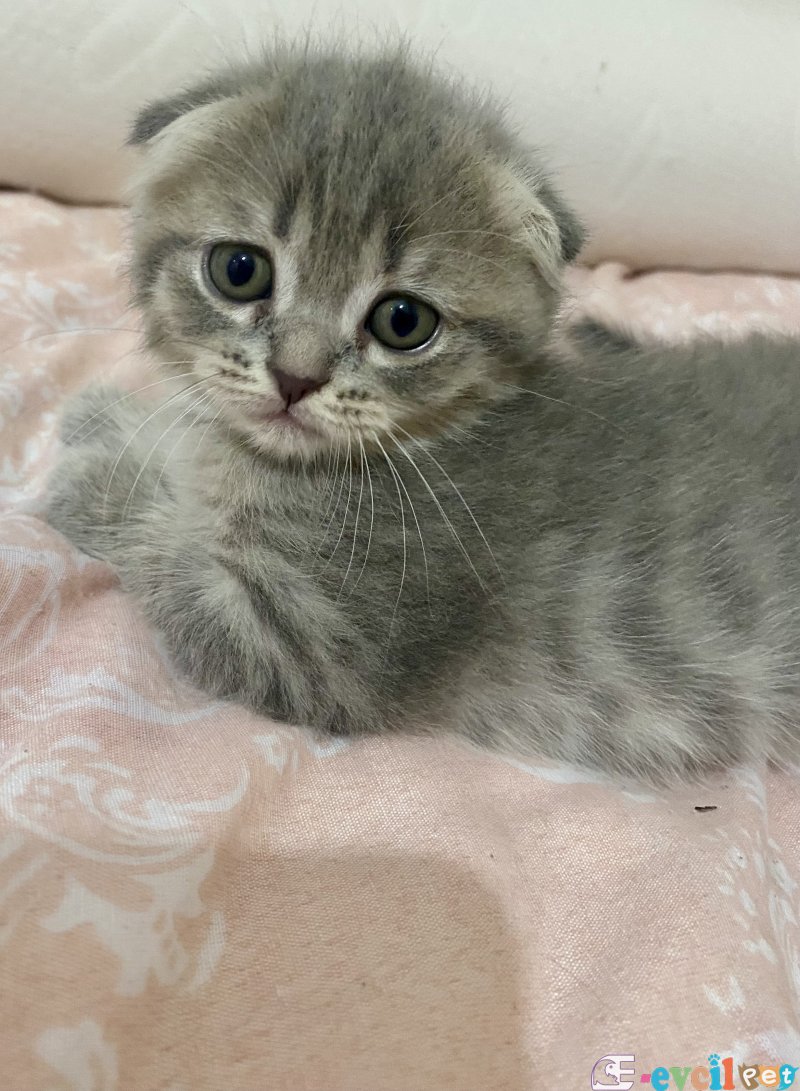 Yavru kedi Scottish fold