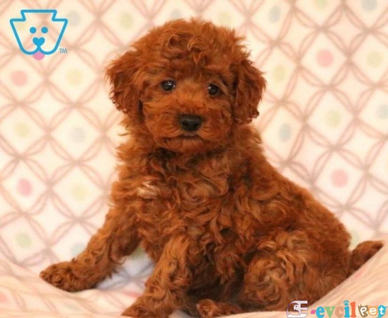 TOOY POODLE YAVRUMUZ 0 TEACUP