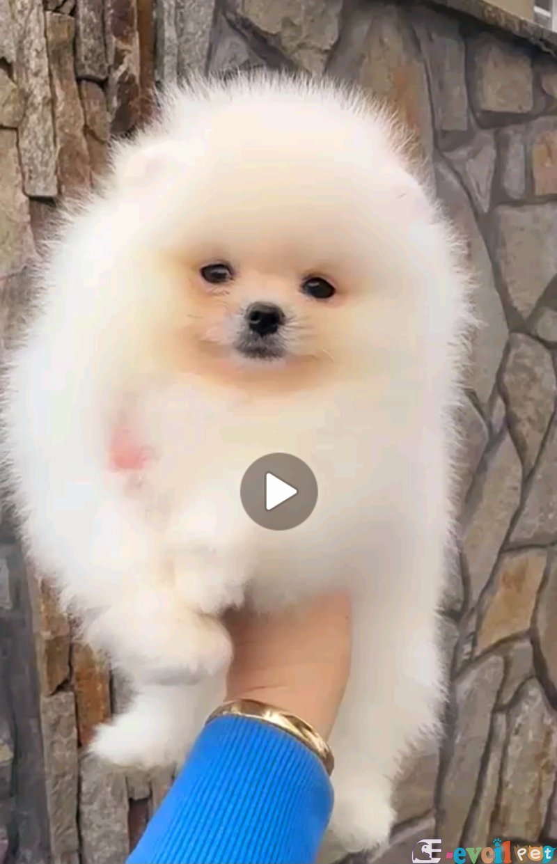 POMERRİAN BOO AYI SURATLI