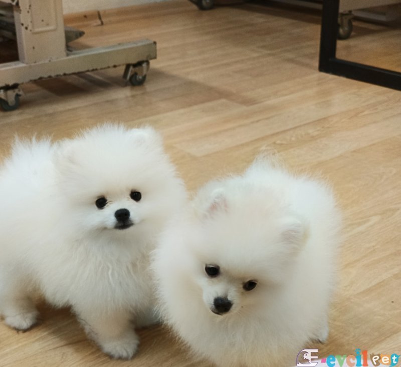 Dişi ve erkek pomeranian yavruları