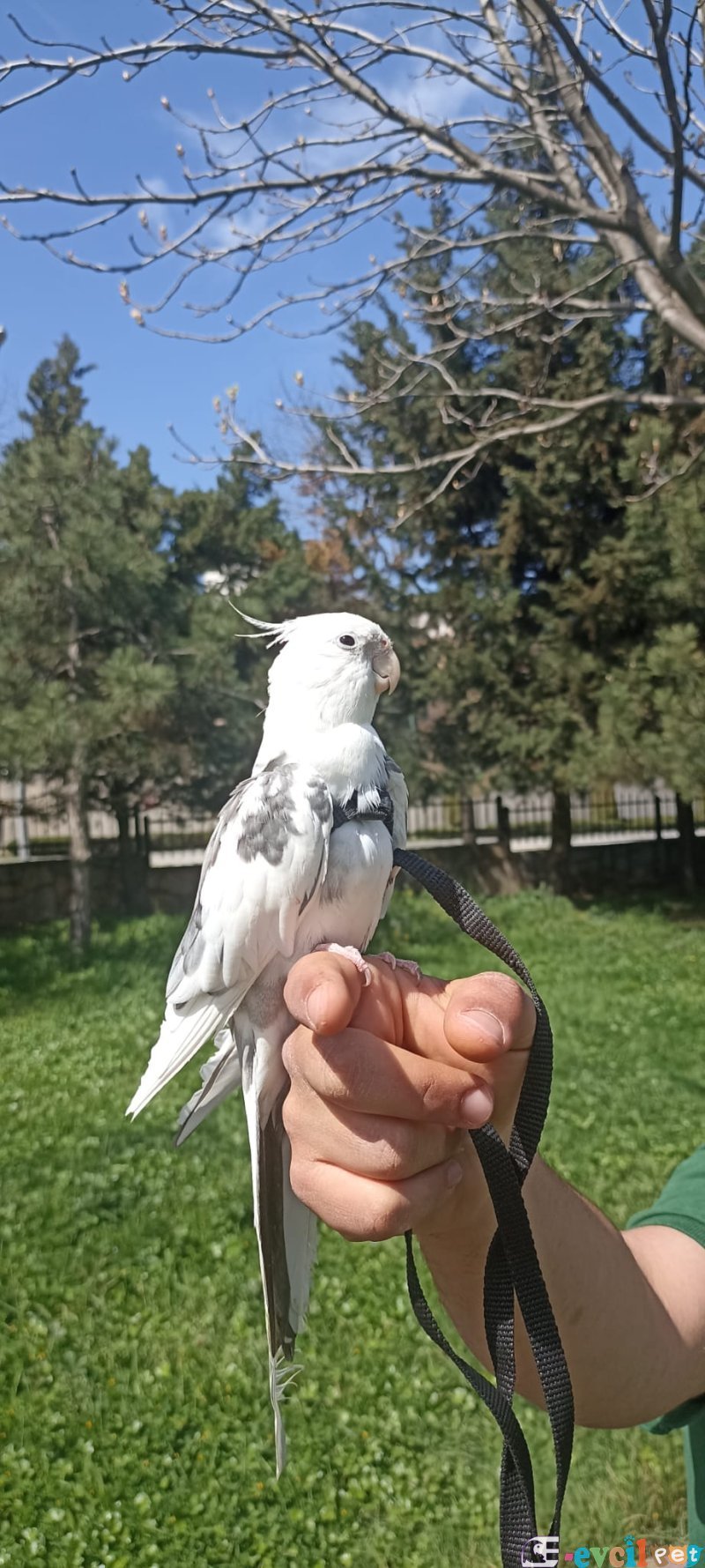 WİFE SULTAN PAPAĞANI ELE ALIŞIK