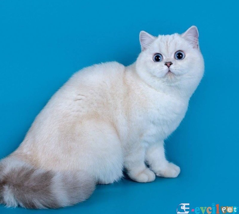 British shorthair erkek 1 yaşında aktif