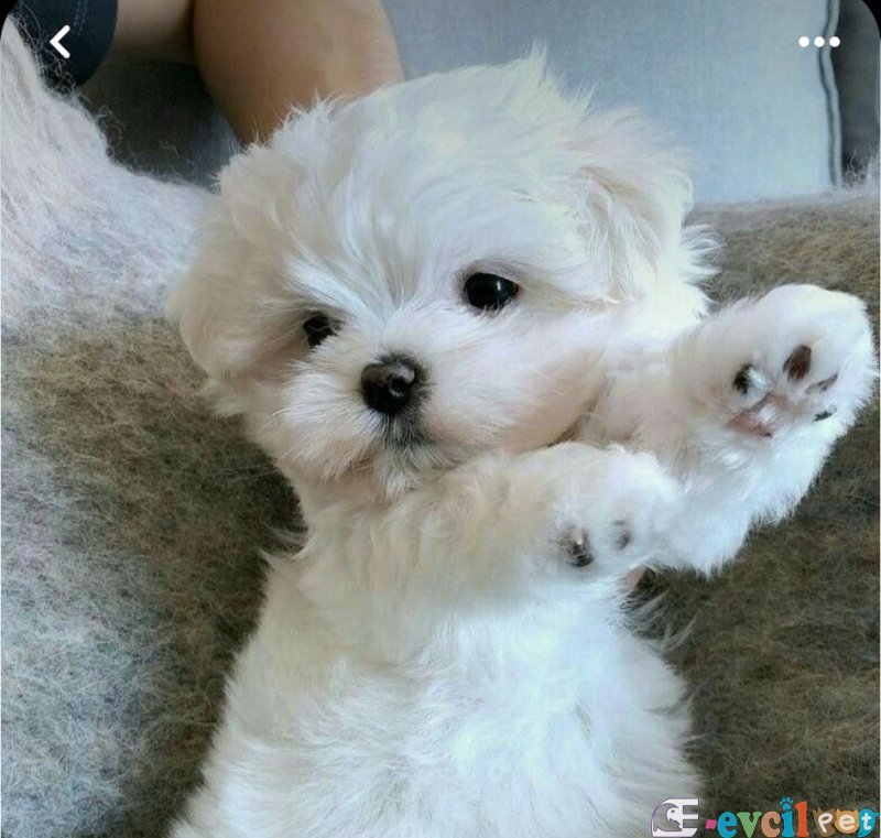 Maltes terrier