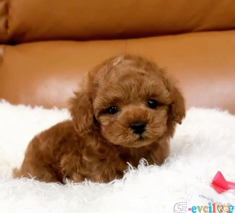 TOOY POODLE YAVRUMUZ 0 TEACUP