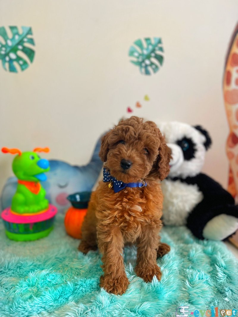 TOOY POODLE YAVRUMUZ 0 TEACUP