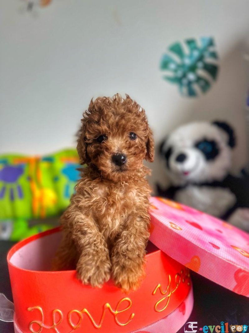 TOOY POODLE YAVRUMUZ 0 TEACUP