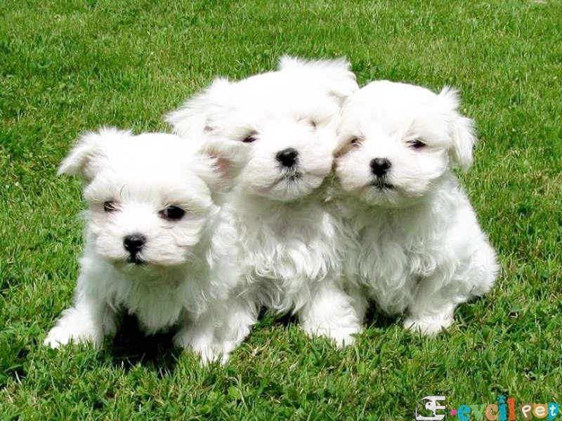 Maltesse Terrier Cinsleri Güzel Yavrular