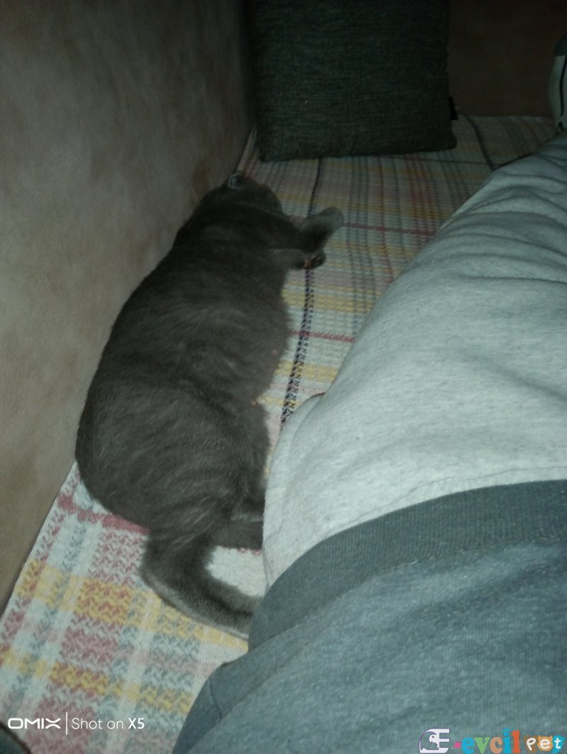 Scottish fold