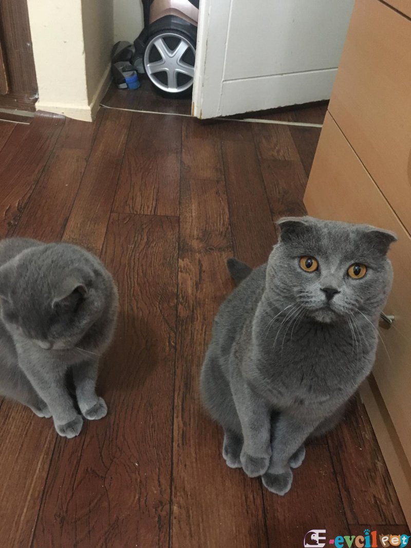 Kedi sahiplendirme