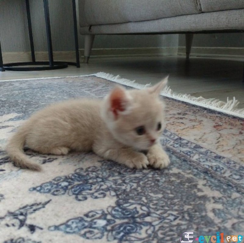 45 günlük british yavrularım yeni yuvasına hazır