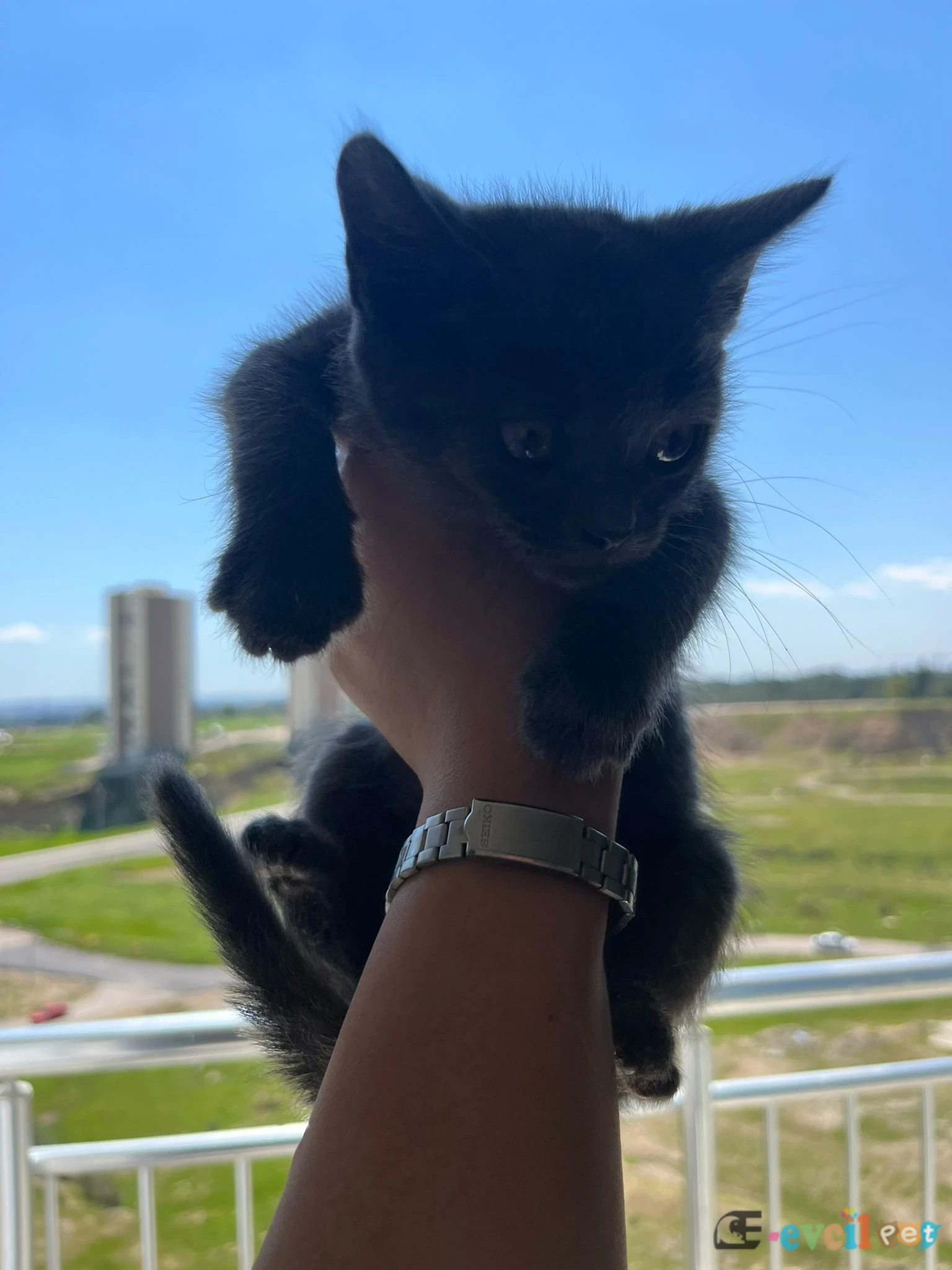 Kedilerimiz yeni yuvasını arıyor - YÜREĞİR / ADANA