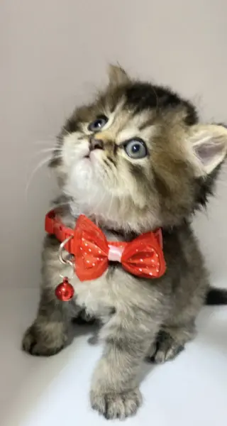British Longhair Tabby Yavrular - KARTAL / İSTANBUL