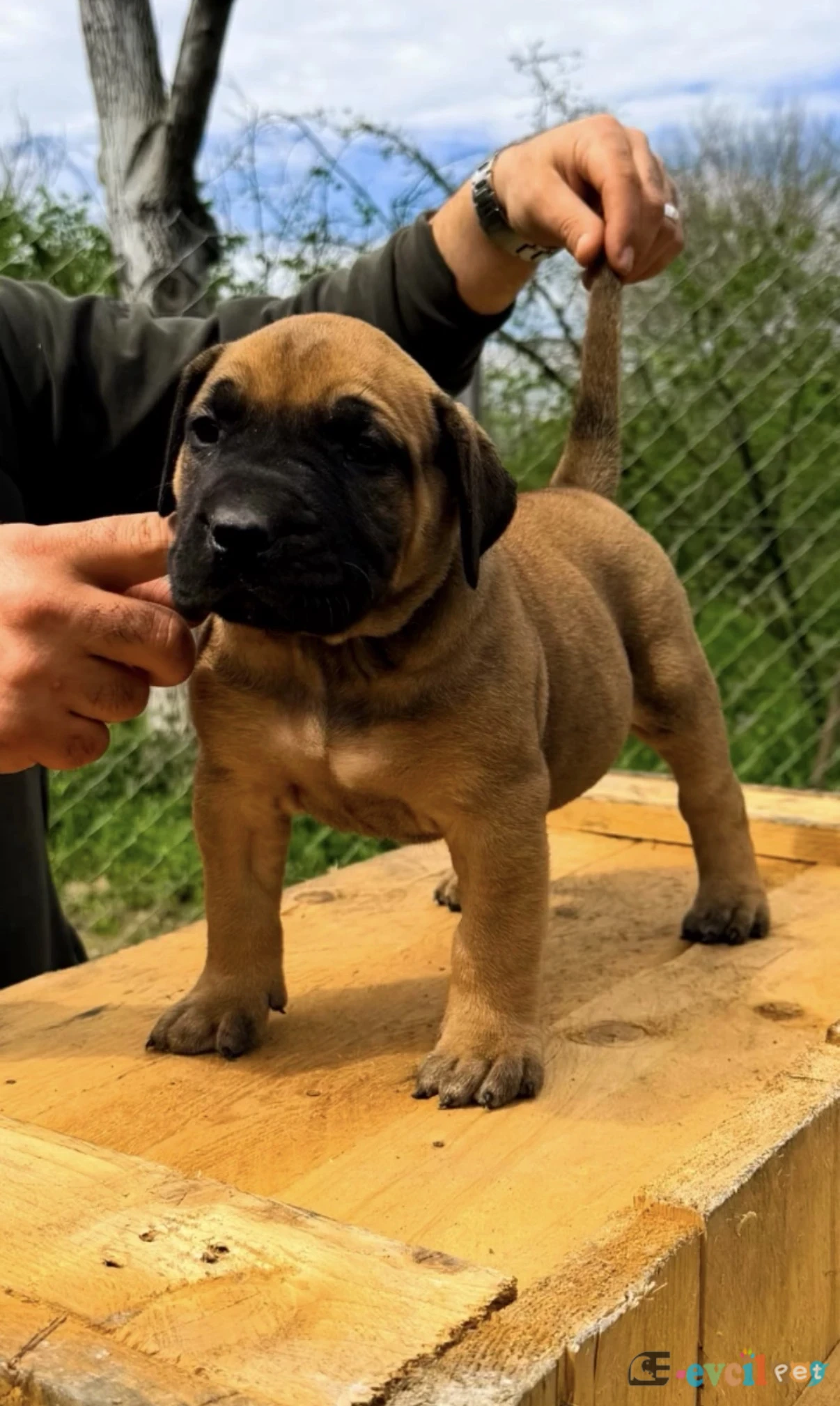 PRESA CANARIO YAVRU A SCR - İZMİT / KOCAELİ