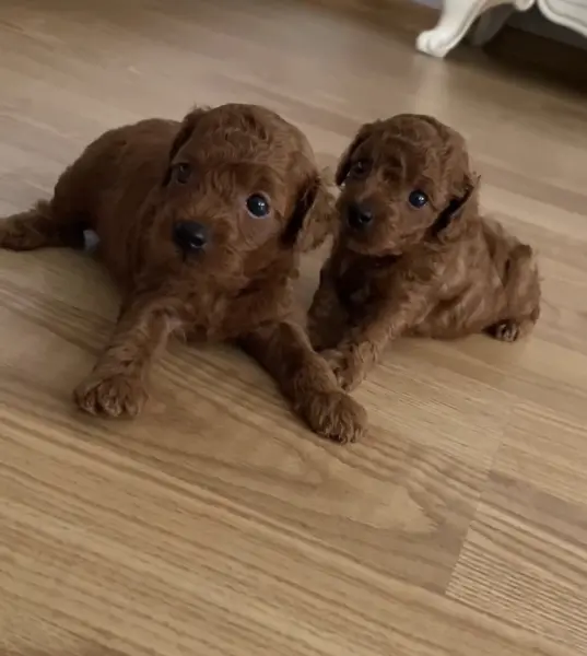 Toy Poodle - SEYHAN / ADANA