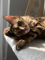 Has bengal dişi kedi